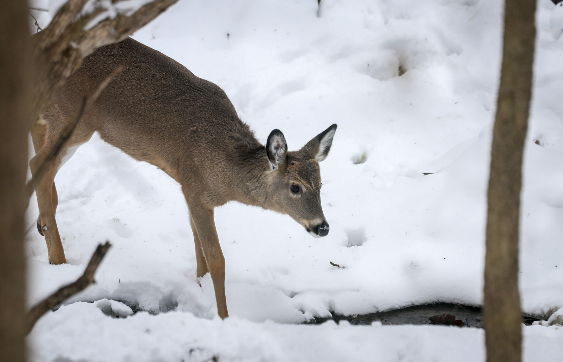 012319-qct-qca-deerhunt-005